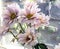 bouquet of delicate pale pink chrysanthemums, macro