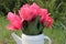 Bouquet of delicate pink Dutch tulips in white watering can vase on stump against the green juniper bush background.