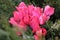 Bouquet of delicate pink Dutch tulips in white watering can vase on stump against the green juniper bush background.