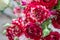 Bouquet of delicate variegated white-red medium-sized roses on a light background. Background of pink roses