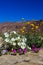 Bouquet of Desert Flowers