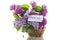 bouquet of different blooming spring lilacs in basket on white background