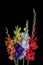 Bouquet of different colored gladiolus flowers isolated