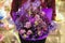 Bouquet of different purple color flowers