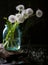 A bouquet of dried dandelions in a jar of water on a black background