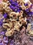 Bouquet of dried flowers.power of purple