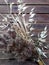 Bouquet of dried grasses