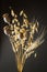 A bouquet of dried herbs and cereals. Poppy, oats and wheat on a black background