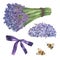 Bouquet of dried lavender and bumblebee set. Watercolor botanical illustration of purple fragrant flowers. Hand drawn