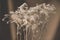 Bouquet of dry wild flowers entangled in cobwebs