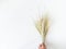 Bouquet Ears of wheat of a light green pastel shade on a white background. Top view. copy space