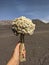 A bouquet of edelweiss flowers