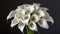 A bouquet of elegant calla lilies, their sleek and elongated blooms exuding sophistication and modern elegance in this floral