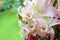 Bouquet of eustoma, lilies, roses flowers, on green background