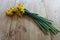 Bouquet of faded daffodils