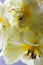 Bouquet of fading yellow tulips, macro photo.