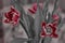 Bouquet festive blooming red tulips on the uniform background
