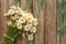 Bouquet field chamomile flowers in door handle on old wooden background. Concept rustic romantic surprise. Copy space