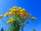 a bouquet of field herbs of common tansy on a background of blue sky