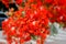 Bouquet of fiery red flame Tree flowers in bloom