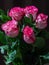 Bouquet of five fresh pink purple roses close up on dark background. Vertical, copy space, side view