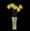 Bouquet of Five Narcissus Flowers Russian In A Glass Vase. Isolated On Black Background