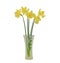 Bouquet of Five Narcissus Flowers Russian In A Glass Vase. Isolated On White Background