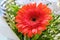 Bouquet flower rose isolated gerbera. love plant