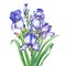 The bouquet flowering blue and violet Iris with bud.