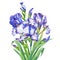 The bouquet flowering blue and violet Iris with bud.