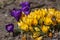 Bouquet of flowering crocus vernus bright golden yellow plants, group of colorful early spring flowers in bloom