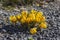 Bouquet of flowering crocus vernus Dorothy bright yellow plants, group of colorful early spring flowers in bloom