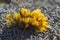 Bouquet of flowering crocus vernus Dorothy bright yellow plants, group of colorful early spring flowers in bloom