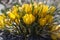 Bouquet of flowering crocus vernus Dorothy bright yellow plants, group of colorful early spring flowers in bloom