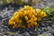 Bouquet of flowering crocus vernus Dorothy bright yellow plants, group of colorful early spring flowers in bloom