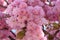 A bouquet of flowering Japanese cherry blossoms