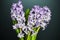 Bouquet of flowering lilac hyacinth flowers close up on