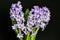 Bouquet of flowering lilac hyacinth flowers close up on