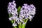 Bouquet of flowering lilac hyacinth flowers close up isolated on