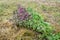 Bouquet of flowering mint