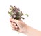 A bouquet of flowering oregano in hand. Isolate on white backgr