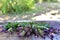 A bouquet of flowering sprigs of basil with parsley on the edge a wooden table top. The upper one is filled.