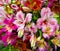 bouquet of flowers. Alstroemeria. Bouquet of flowers Alstroemeria. Flowers Alstroemeria