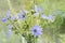 bouquet with flowers of chicory blue purple flowers and white wi