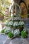 Bouquet of flowers in courtyard of Cathedral of the Holy Cross and Saint Eulalia in Gothic quarter, Barcelona, Spain