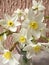 a bouquet of flowers of daffodils against the background of the wall close up
