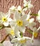 a bouquet of flowers of daffodils against the background of the wall close up