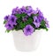 Bouquet of flowers petunia in a pot