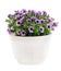 Bouquet of flowers petunia in a pot