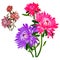 Bouquet of flowers pink and purple asters isolated on white background. Vector cartoon close-up illustration.